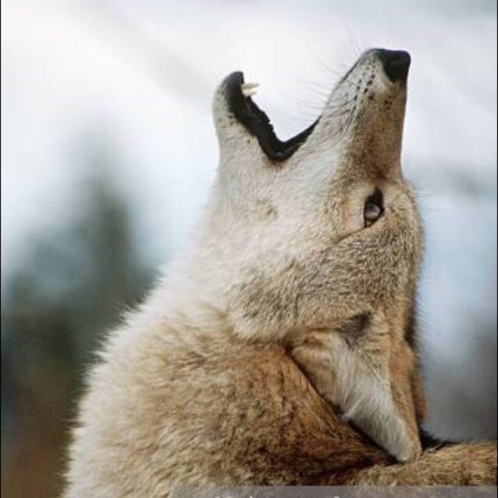 Coyotes LOVE offers! Wooooooof!! 🐺